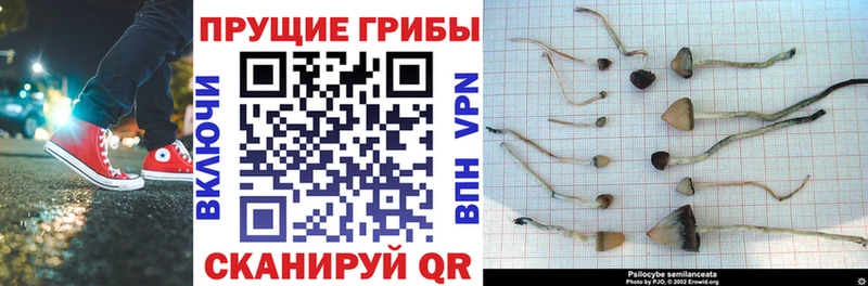 Псилоцибиновые грибы Psilocybe  Кимры 